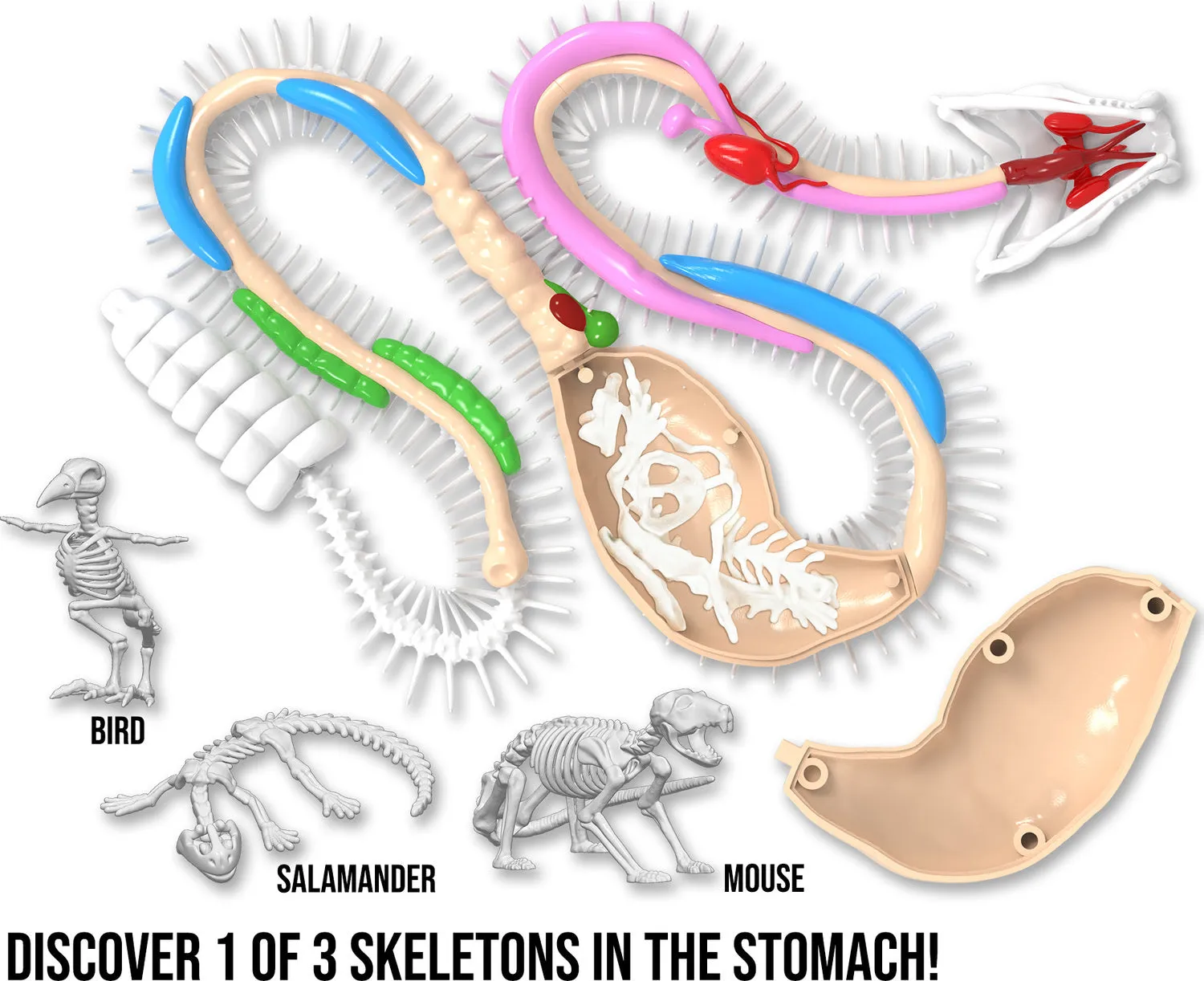 Dissect-It® Rattlesnake Super Lab