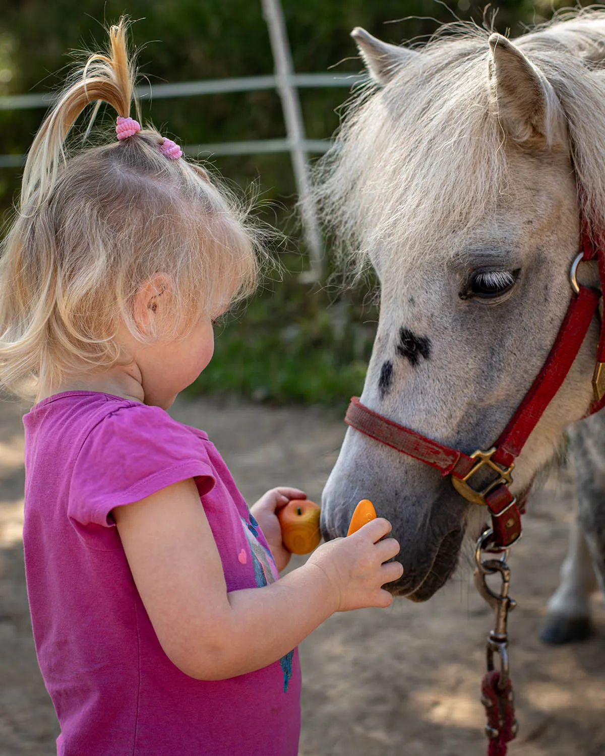 Erzi Horse Care Accessory Set