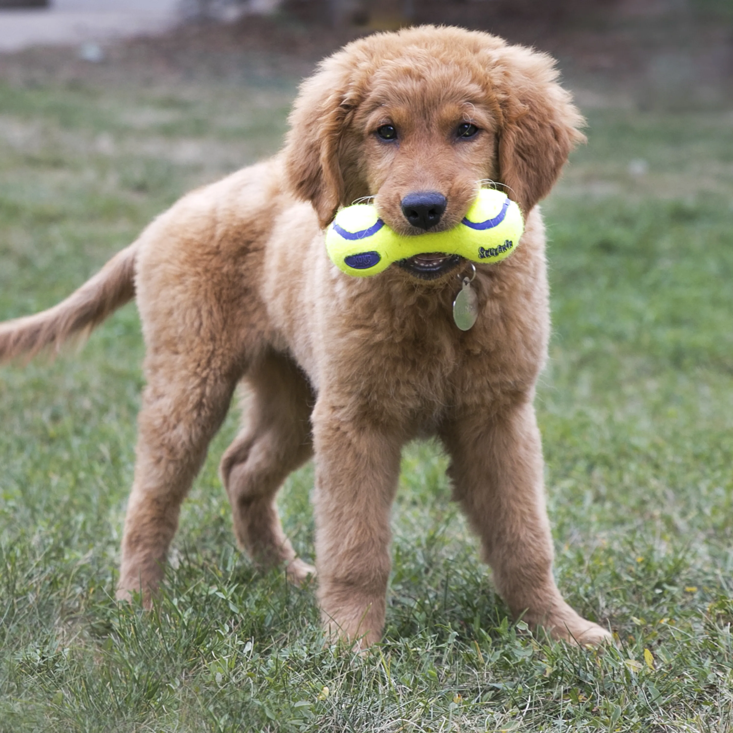 KONG | Airdog Squeaker Dumbell | Active Dog Fetch Toy