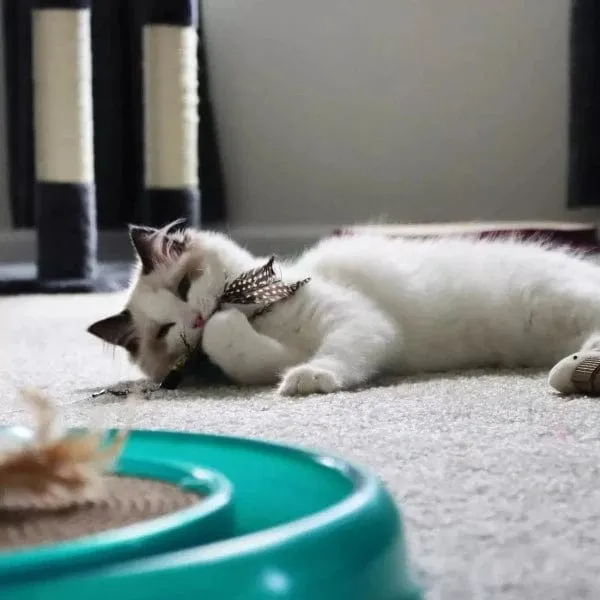 Turbo Flying Teaser Cat Toy Replacement Feather