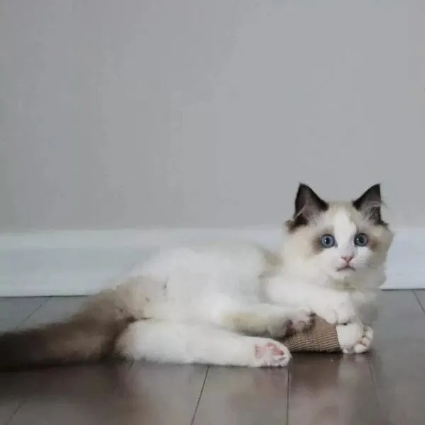 Turbo Natural Cat Toys; Fish