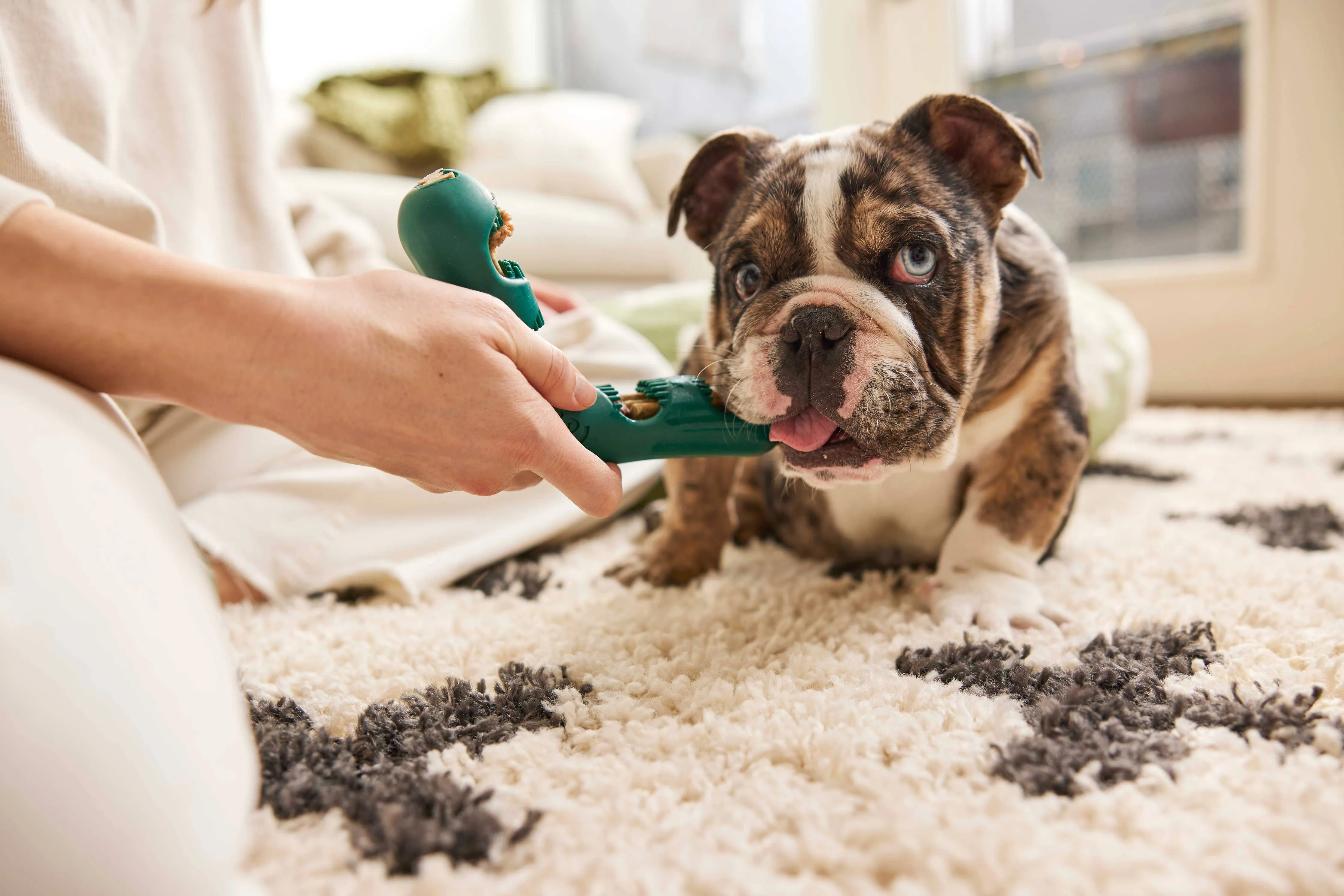 Woof Bite n' Brush