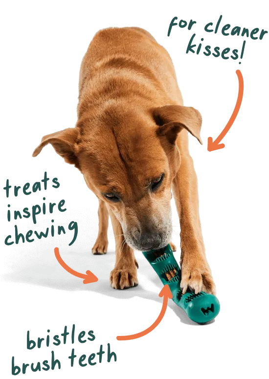 Woof Bite n' Brush
